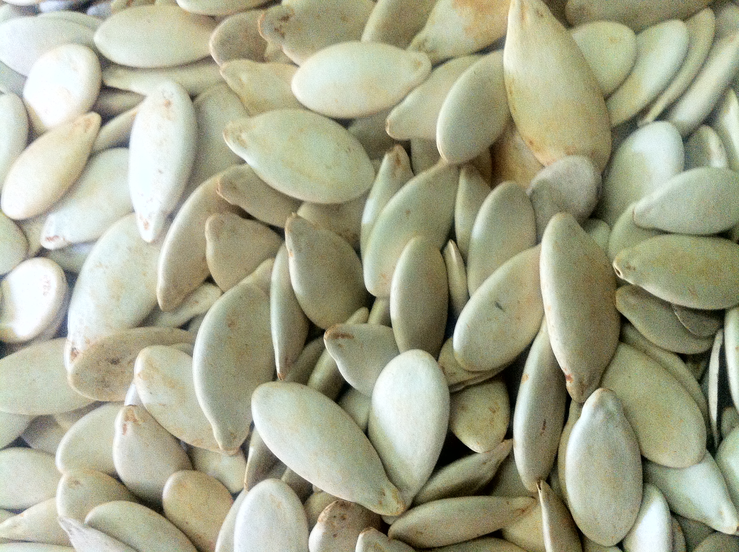 Graine de courge - egusi