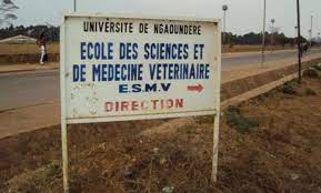 Résultats concours des Docteurs Vétérinaires de l'ESMV de l'Université de  Ngaoundéré 2019