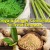 GINGER AND MORINGA